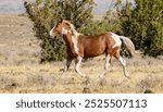 Wild mustang horses in the South Steens desert in Harney County, Oregon