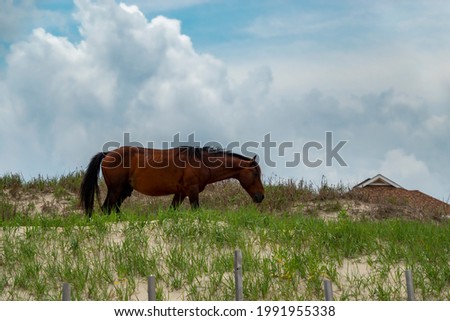 Wild mustang muching grass near a house in Corolla North Carolina.  These horses are decendants of survivors of Spanish shipwrecks. 