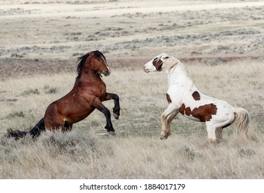 Wild mustang stallions prepare for battle