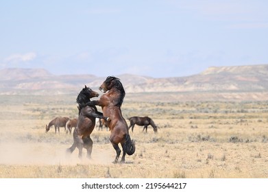 Wild Mustangs fighting at McCullough Peaks