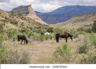 Wild Mustangs In Little Book Cliffs 