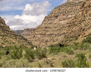 Wild Mustangs In Little Book Cliffs 