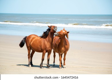 Wild Mustangs - Outer Banks, NC