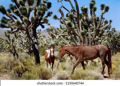 Wild Mustangs Roaming Free In Nevada Desert, Mojave Desert, Colorado, USA