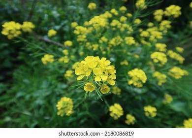 Wild Mustard Yellow Flower, Natural Background