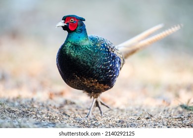 Wild mutant common pheasant without neck collar (Phasianus colchicus lchicus). Large, beautiful and rare pheasant with iridescent, greenish-blue plumage.  Might belong to Elegans group - Yunnan pheasa