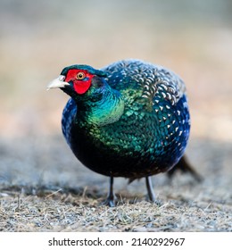 Wild mutant common pheasant without neck collar (Phasianus colchicus lchicus). Large, beautiful and rare pheasant with iridescent, greenish-blue plumage.  Might belong to Elegans group - Yunnan pheasa