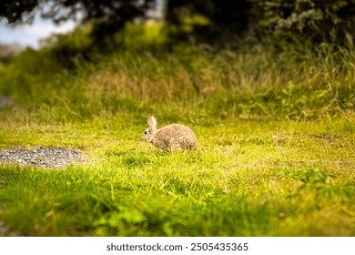 A wild native young rabbit eats and grooms grass on a summer morning in Iceland, Reykjavik. The rabbit looks in the grass. Horizontal. Cute rabbit in the pine trees.