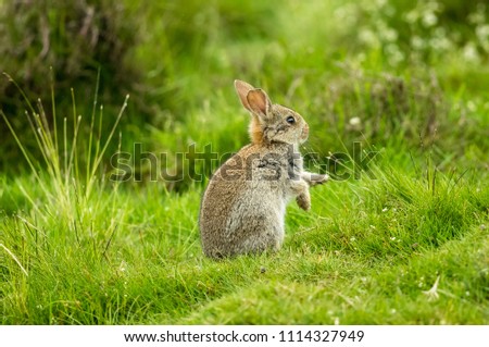 Wild, native young rabbit (Oryctolagus cuniculus) eating grass and grooming on a Summer's morning in North Yorkshire, England, UK.  Rabbit is facing right.  Space for copy.  Horizontal. 