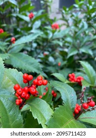 A Wild, Natural Berries In Japan. Red And Green Always Remind Me Of Christmas Time