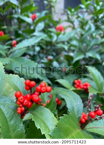 Similar – Image, Stock Photo Reminds me of Japan