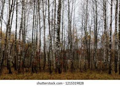 Wild Natural Forest of Old Beech Trees in Autumn
