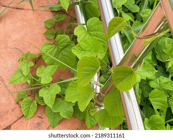 Wild Natural Scenery In Ko Kret Island In Bangkok,green Vines Surround The Plank Road.