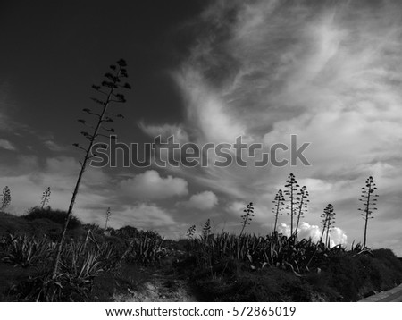 wild nature