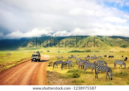 Wild nature of Africa. Zebras against mountains and clouds.  Safari in Ngorongoro Crater National park. Tanzania.