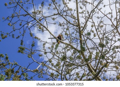 195 Hato el frio Images, Stock Photos & Vectors | Shutterstock