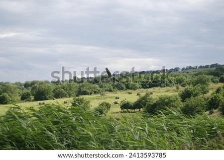 Wild nature of the steppes. Trees, bushes, and grass grow on a hillside under a gray sky. In the distance, twisted sheaves of hay lie, sheep graze, and a large gray stork flies over the meadow.