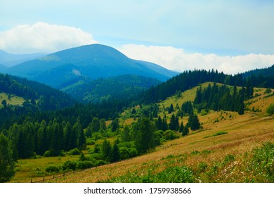 wild nature, summer landscape in carpathian mountains, wildflowers and meadow, spruces on hills, beautiful cloudy sky - Shutterstock ID 1759938566
