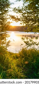 Wild Nature Of The Taiga. Vertical Format.