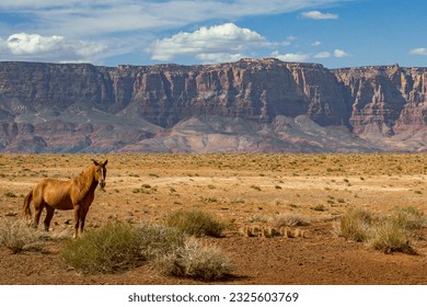 Wild Navajo Horse and Vermilion Cliffs | Navajo Nation, Arizona, USA