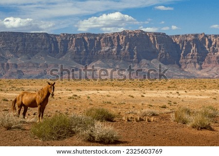 Wild Navajo Horse and Vermilion Cliffs | Navajo Nation, Arizona, USA Stock photo © 