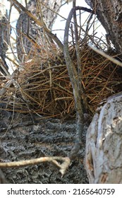 Wild Bird’s Nest Nestled In The Crux Of A Tree.