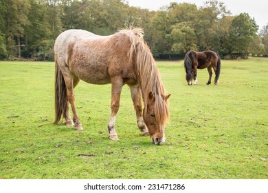 Wild, New Forest Ponies, Hampshire, England