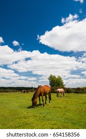 Wild, New Forest Ponies, Hampshire, England