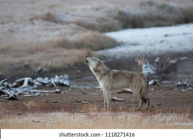 Wild North American Grey Wolf in Yellowstone National Park