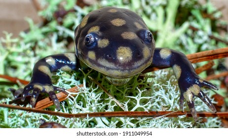 Wild north Florida eastern tiger salamander - ambystoma tigrinum - smiling, looking straight ahead, googly eyes, peeking out of soldier lichen, face shot