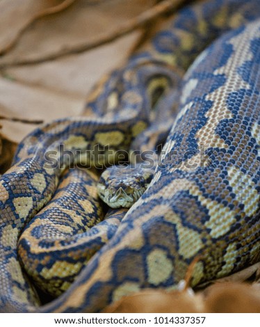 A wild North Queensland Python curled up after a meal, with the full stomach visible on the left