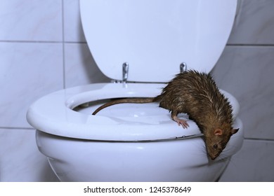 a wild norway rat is coming out of the toilet and looking into the restroom, scene at night