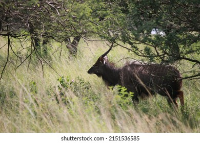 A wild nyala antelope walking near the bushes in the wilderness