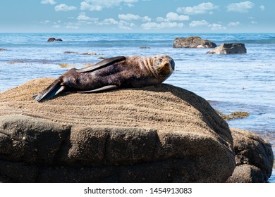 Wild NZ Fur Seal Lying On A Rock At The Beach