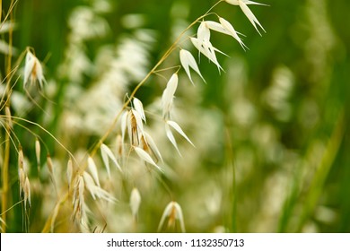 Wild Oat Grass