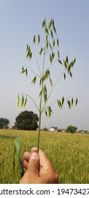 Wild Oat Growing In Wheat Field