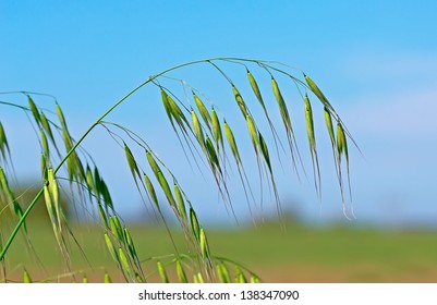 Wild Oat On A Clear Day