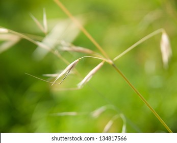 Wild Oat In Spring