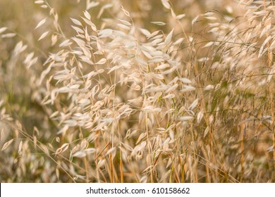 Wild Oats