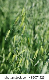 Wild Oats Field, Shallow DOF