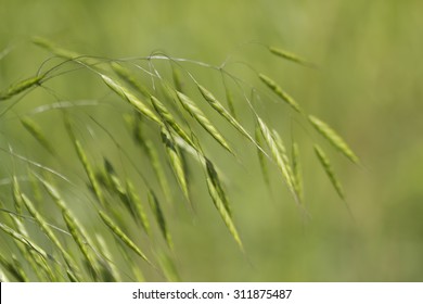 Wild Oats Grasses