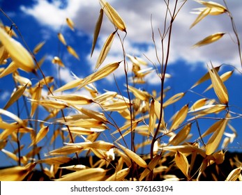 Wild Oats Under Blue Sky