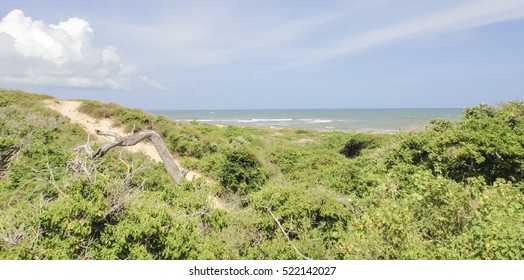 Wild Oceanshore Of Eastern Africa