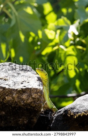 Wild ocellated lizard (Timon lepidus) with bright green scales climbing over a rustic stone wall against a lush, blurred green foliage background.