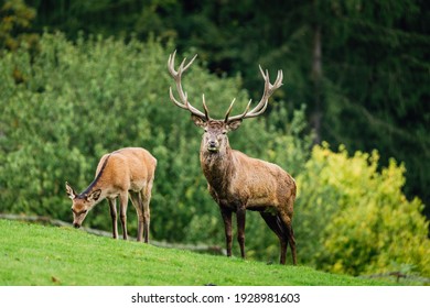 Wild old male red deer is looking to camera by the female red deer on green grass with blurred green bushes  in the background. Nice sunny weather.