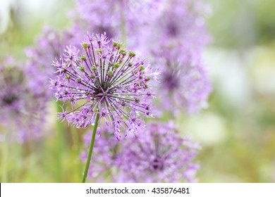 Wild Onion (Allium) Flowers With Raindrops