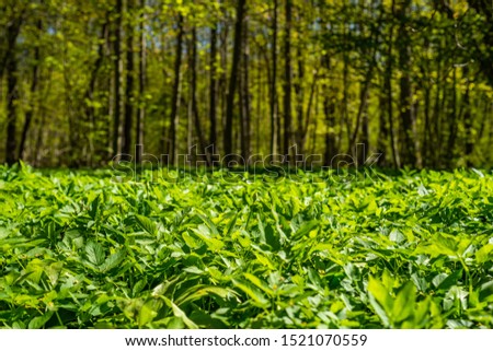 Similar – Image, Stock Photo celery Food Vegetable