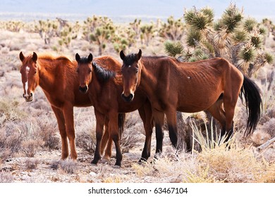 Wild Open Range Horses In Nevada Desert