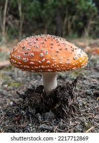 Wild Orange Agaric Mushroom From Side