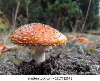 Wild Orange Agaric Mushroom From Side